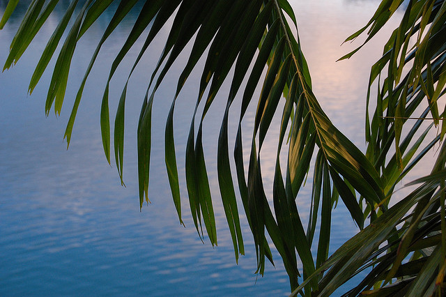 Wordless Wednesday: palm trees