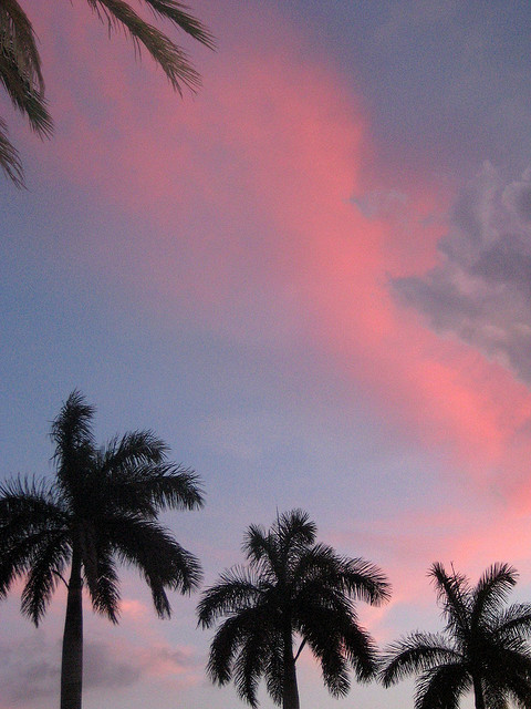 palm tress sunset Florida