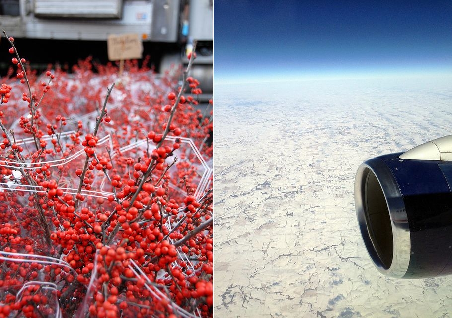 winter berries & winter flight