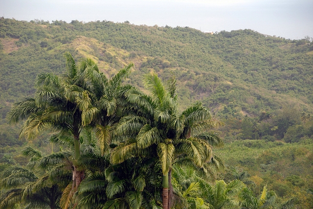 Barbados landscape