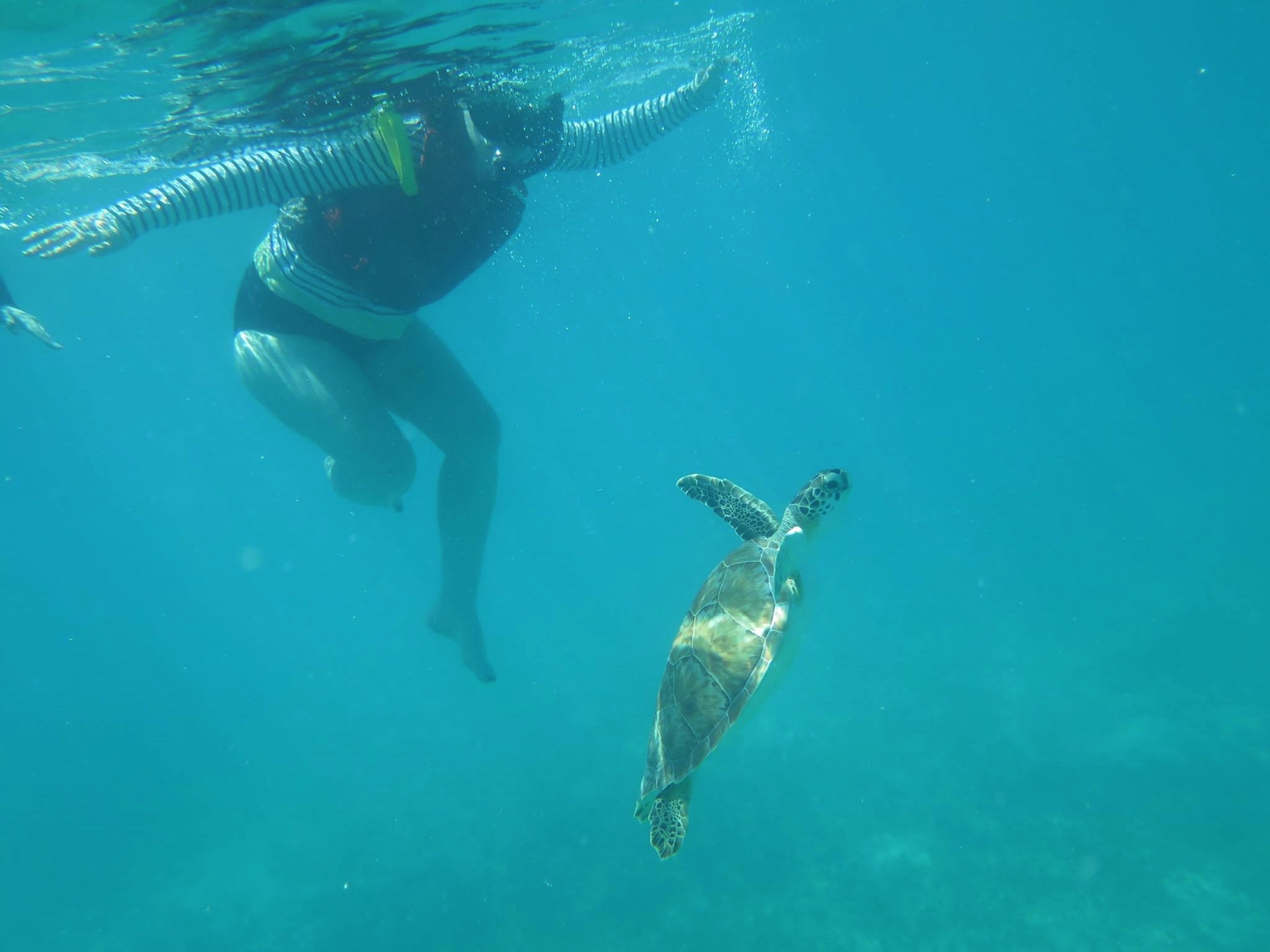 Sea Turtle Snorkeling Heaven in St. Thomas - My View from the Middle Seat