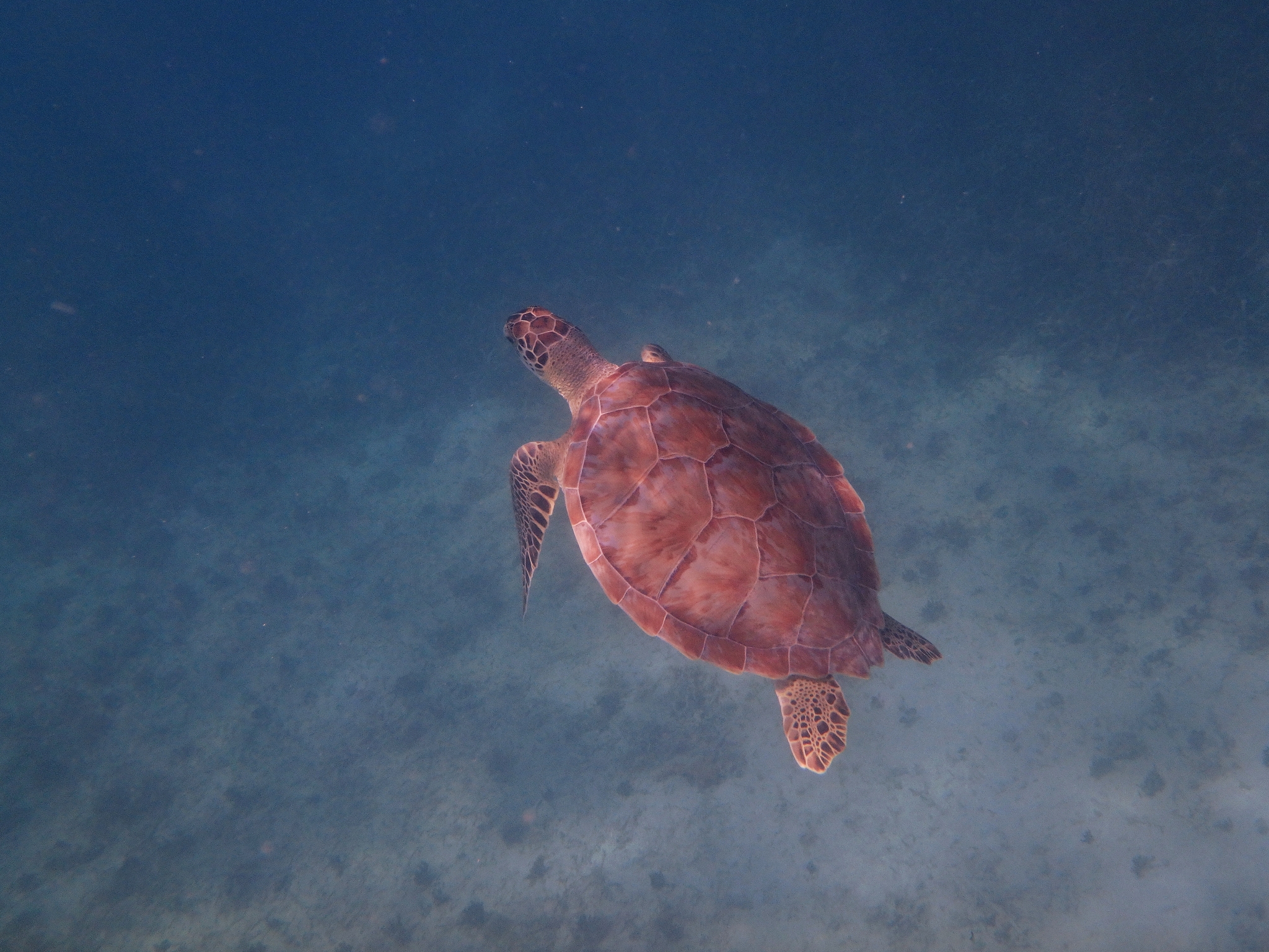 Sea Turtle Snorkeling Heaven in St. Thomas