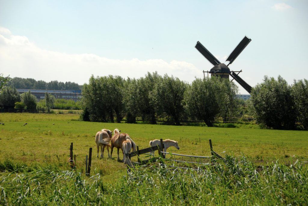 Photos of Holland windmills