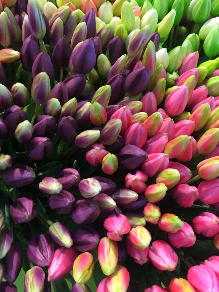 Photos of Holland tulips